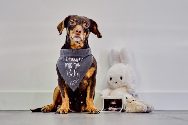 Zwangerschap bekendmaken met je hond? 7 originele idee&euml;n | Momshop.