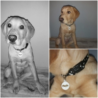 Honden Penning | Honden Pootjes